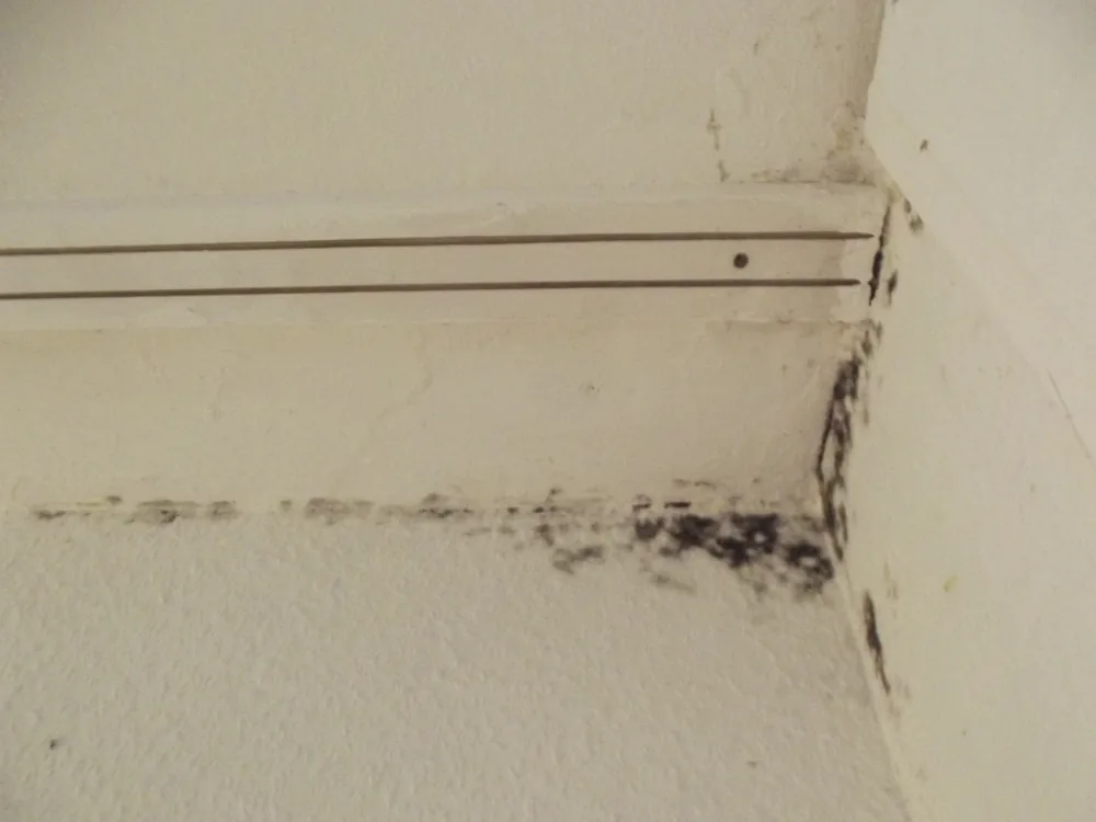 Technician in protective gear removing a mold-damaged wall in a Maynard home